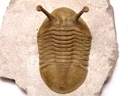 A.kowalewskii