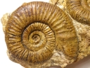 Polish ammonites