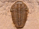 Elrathia sp.