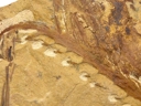 Jenisseiphyton