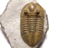 Pseudoasaphinus