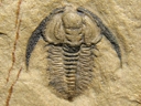 Palmettaspis