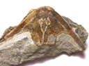 Stensiopelta