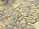Orbisiana
