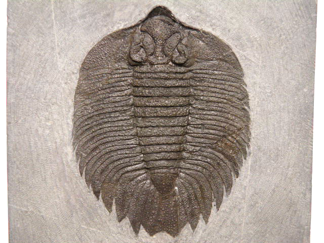 北米産三葉虫 Arctinurus Boltoni アークティヌルス ボルトニ Arc 002