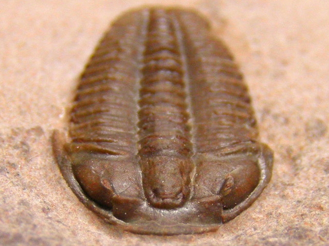 北米産三葉虫 Elrathia sp. (エルラシアの一種)/ELR-005