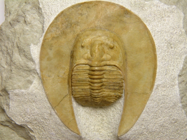 ロシア産三葉虫 Harpes/Scotoharpes spasskii (ハルペス
