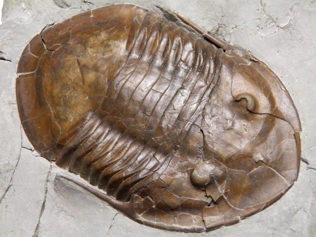 北米産三葉虫 Isotelus maximus (イソテルス マキシムス)/ISO-001