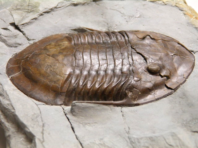 北米産三葉虫 Isotelus maximus (イソテルス マキシムス)/ISO-001