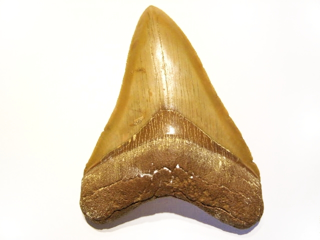 巨大サメの歯化石 モロッコ産 Carcharodon megalodon