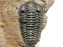 Acastoides