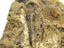 Aglaophyton