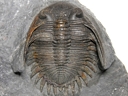 Asteropyge