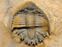 Akantharges