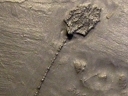 Crinoids