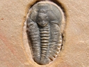 Brachyaspidion