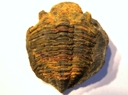 Malvinella