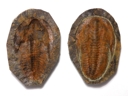 Cambropallas