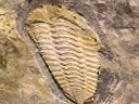 Colpocoryphe