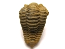 Colpocoryphe