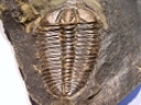 Conocoryphe