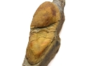 Ectillaenus