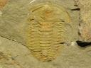 Hamatolenus