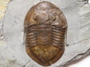 Isotelus