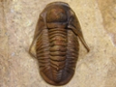 Lepidoproetus