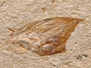 Thylacocephala