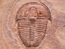 M.laevinucha
