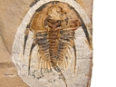 Mesonacis