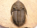 Metacanthina