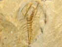 O.terminatus