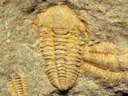 Ornamentaspis