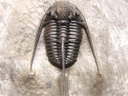 Cyphaspis