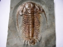 Paradoxides