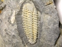 Placoparia