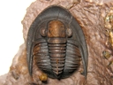 Proetus