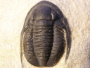 Cornuproetus