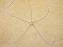 Starfish