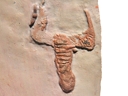 Stylophora