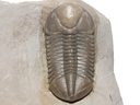 Struveaspis