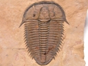 Utaspis