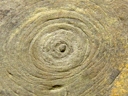 Cyclomedusa