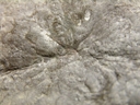 Pseudorhizostomites