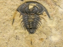 Zacanthoides