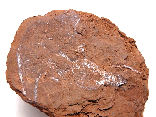  Stensiopelta Pustulata UFT 004