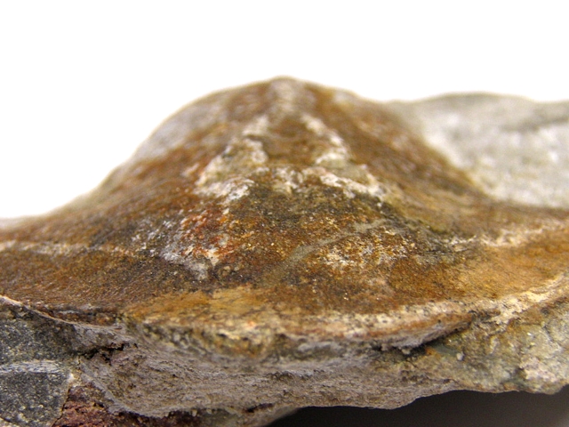  Stensiopelta Pustulata UST 004