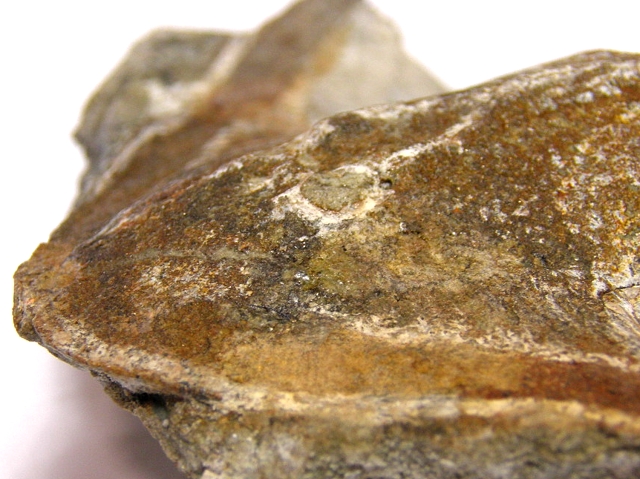  Stensiopelta Pustulata UST 004